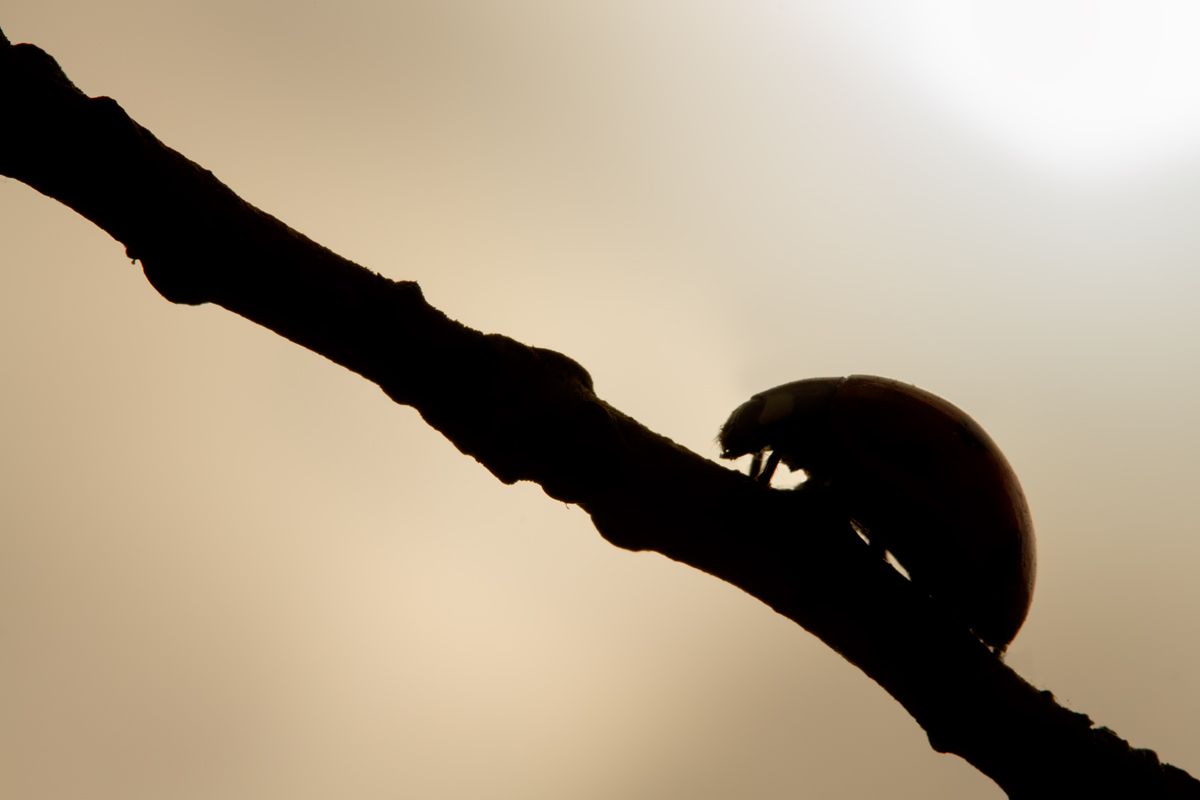 Ladybird Silhouette